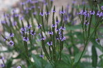 Image of American Blue Vervain